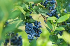 Berries on plant