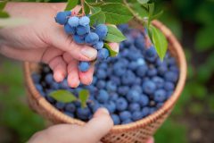 Blueberry picking