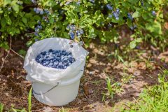 Blueberries in bucket